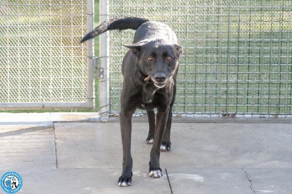 Pako: energia, carattere e tanta voglia di ricominciare Foto 3